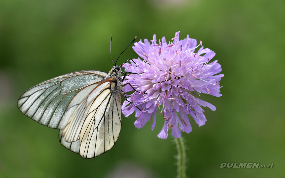 Black-veined White (Aporia crataegi)